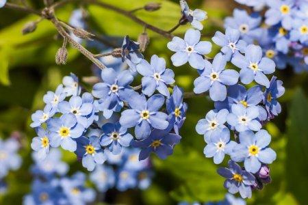 Forget-me-nots (60 photos): types, soins et culture en plein champ