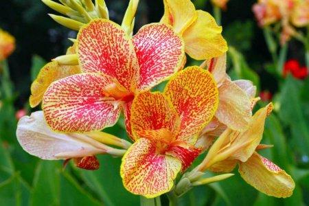 Canna flower (60 photos): types, proper care and planting