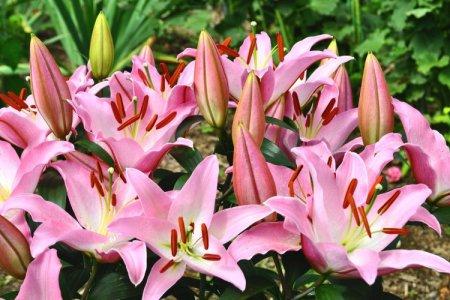 Lily (50 photos): types, soins et plantation d'une fleur en plein champ