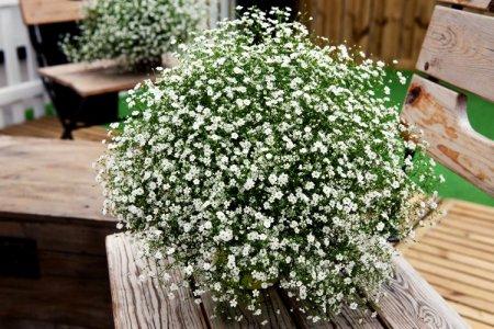 Gypsophila (60 photos): types, planting and proper care