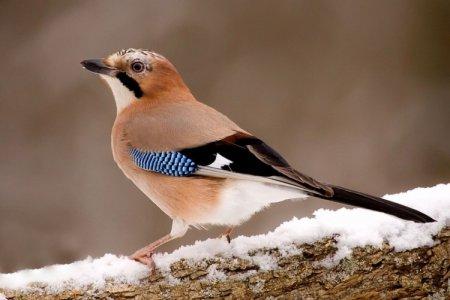 Geai (50 photos) : description de l'oiseau, ce qu'il mange et où il vit