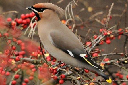 Waxwing (60 photos): description of the bird, where it lives and what it eats