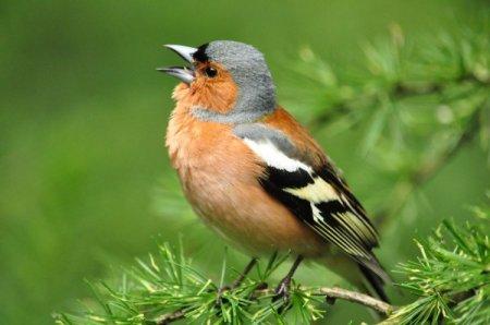 Chaffinch (50 photos): description of the bird, habitat and what it eats