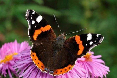 Admiral butterfly (60 photos): description, species and habitat