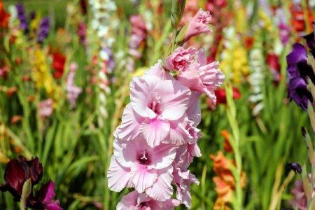 Gladioli (50 photos): types, proper care and cultivation