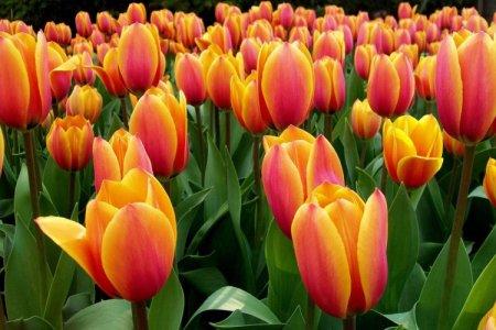 Tulips (60 photos): types, planting and care in the open field