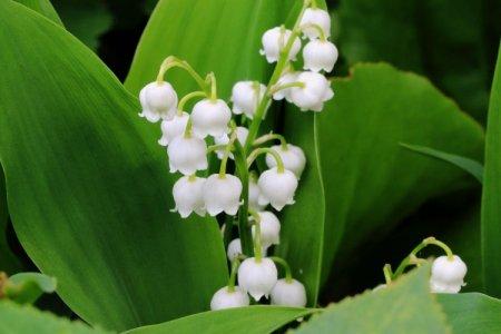 Muguet (50 photos): types, plantation et soins appropriés