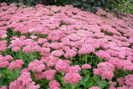 Sedum (60 photos): types, proper care, planting and cultivation