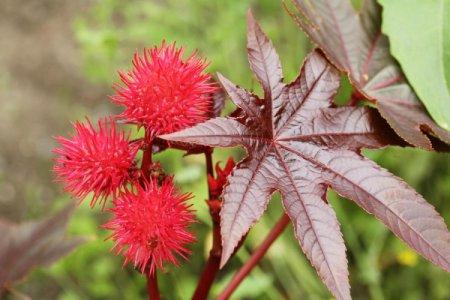 Castor oil plant (50 photos): types, care and planting in the open field