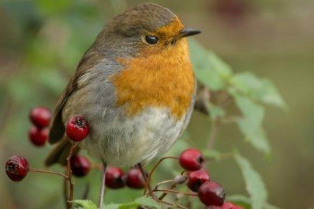 Robin (50 fotografií): popis vtáka, kde žije a čo jedáva