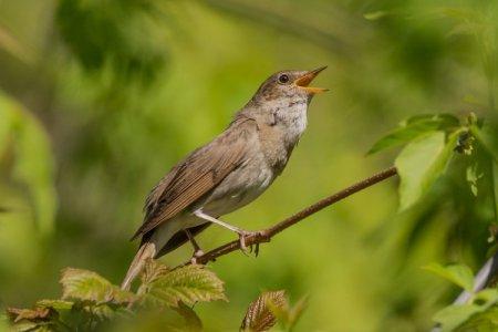 Rossignol (60 photos): description, habitat et ce qu'il mange