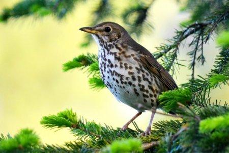 Thrush (50 photos): description of the bird, what it eats and where it lives