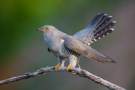 Cuckoo (50 photos): description of the bird, habitat and what it eats