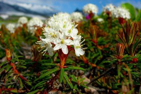 Ledum (50 photos): types, description, planting and care