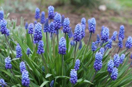 Muscari (50 photos): types, planting and care in the open field