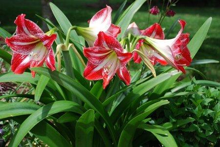 Amaryllis (50 photos): types, soins et plantation en plein champ