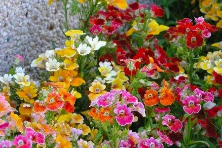 Nemesia (50 photos): types, planting and proper care