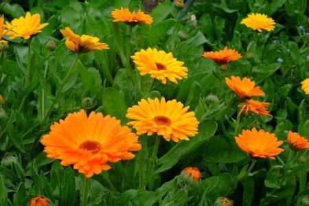 Calendula (50 photos): types, planting and care in the open field