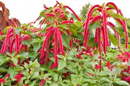 Amaranth (50 photos): types, care and planting in the open field