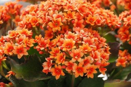 Orange flowers: names, photos and descriptions (catalog)