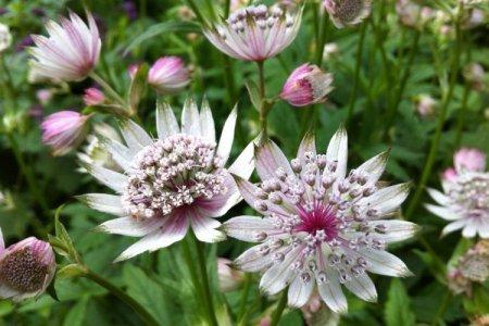 Astrantia (60 fotografií): typy, výsadba a starostlivosť na otvorenom poli