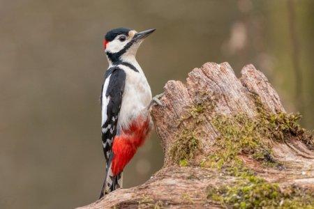 Woodpecker (50 photos): description of the bird, what it eats and where it lives