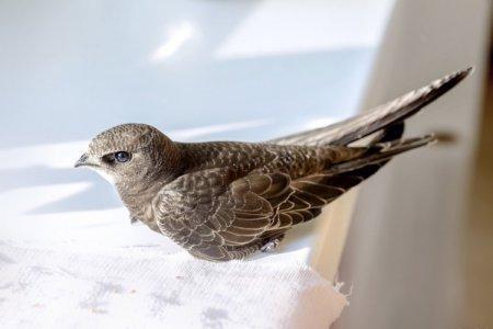 Swift (50 photos): description of the bird, what it eats and where it lives