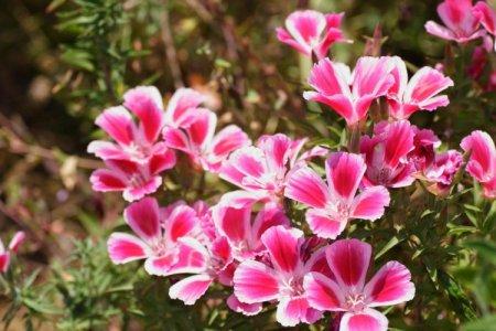 Clarkia (50 photos): types, soins et plantation en plein champ