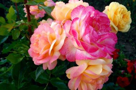 Rosier Floribunda (60 photos): types, plantation et soins en plein champ