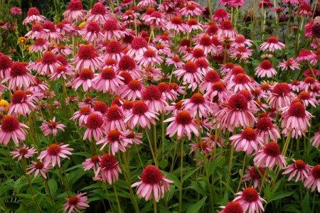 Echinacea (50 fotografií): druhy, výsadba a starostlivosť na otvorenom poli