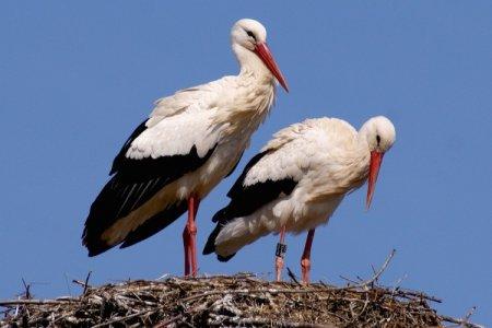 Cigogne (60 photos): description, habitat et ce qu'elle mange