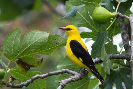 Oriole (50 photos): description of the bird, habitat and what it eats