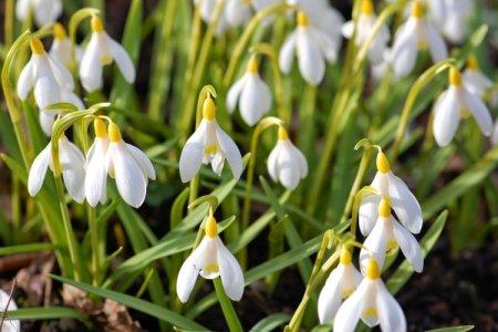 Galanthus (50 صورة): أنواع ، رعاية وزراعة في الحقل المفتوح