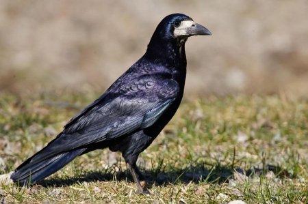 Rook (60 photos): description of the bird, what it eats and where it lives