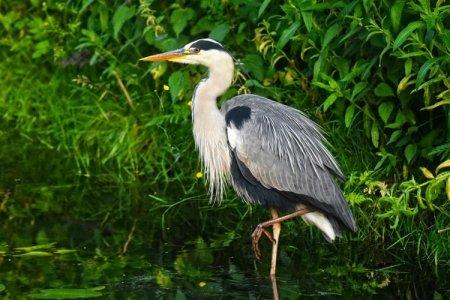 Heron (50 photos): description of the bird, habitat and what it eats