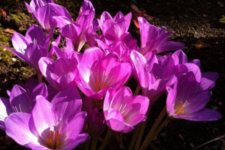 Colchicum (50 photos): types, planting and care in the open field