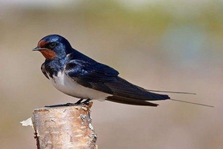 Swallow (50 photos): description of the bird, what it eats and where it lives