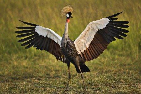 Crane (60 photos): description of the bird, habitat and what it eats