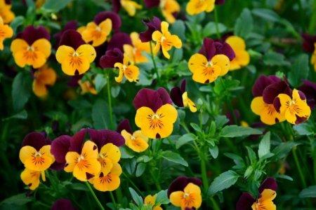 Viola (50 photos): types, soins et plantation en plein champ