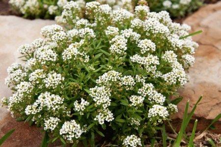 Lobularia (50 photos): types, soins et plantation en plein champ