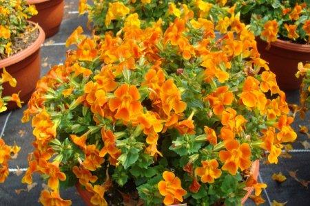 Mimulus (50 photos): types, care and planting in the open field