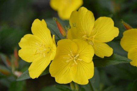 Evening primrose (50 photos): types, care and planting in the open field