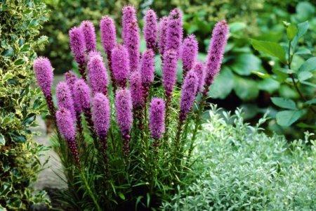 Liatris (60 photos): types, planting and care in the open field