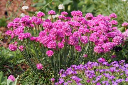 Armeria (50 photos): types, care and planting in the open field