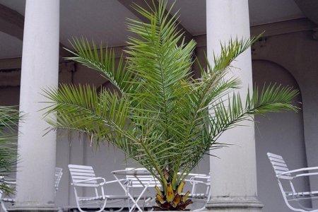 Date palm (50 photos): types, care and cultivation at home