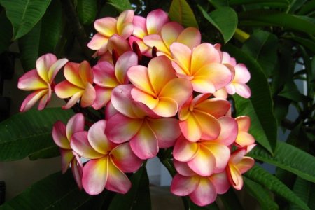 Plumeria (50 photos): types, planting and home care