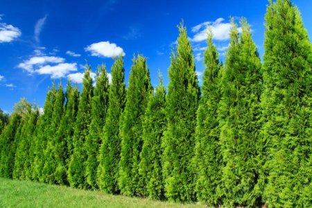 Cypress (60 photos): types, planting and care in the open field