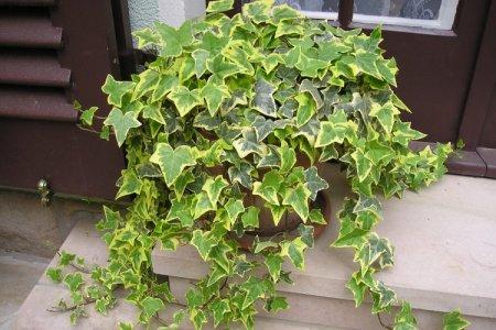 Ivy (50 photos): types, care, planting and cultivation