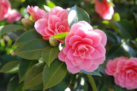 Camellia (50 photos): types, care and planting in the open field