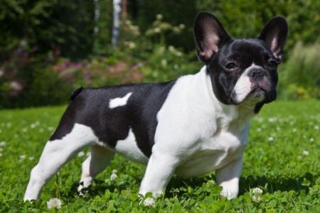 French Bulldog: description, character and care